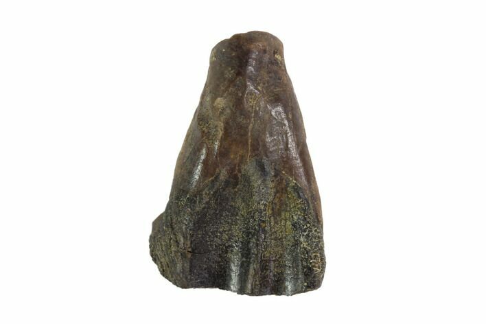 Triceratops Shed Tooth - Montana #93086